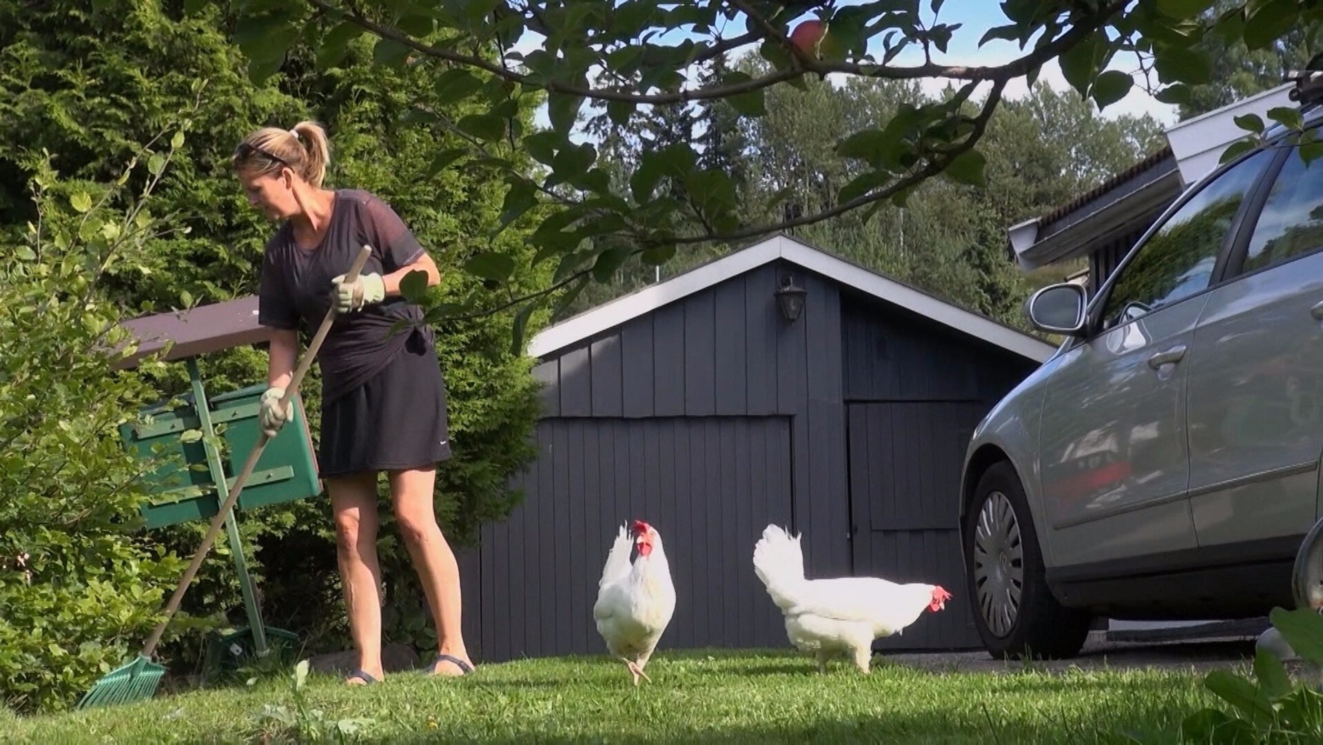 Slik får du deg høner i byen – NRK