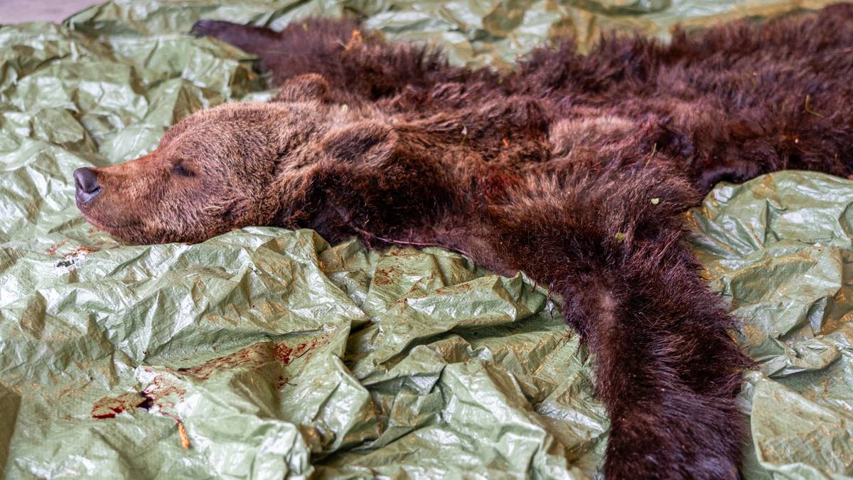 Bygda jubler etter dom i bjørnesaken: – Nå kan vi nyte sommeren