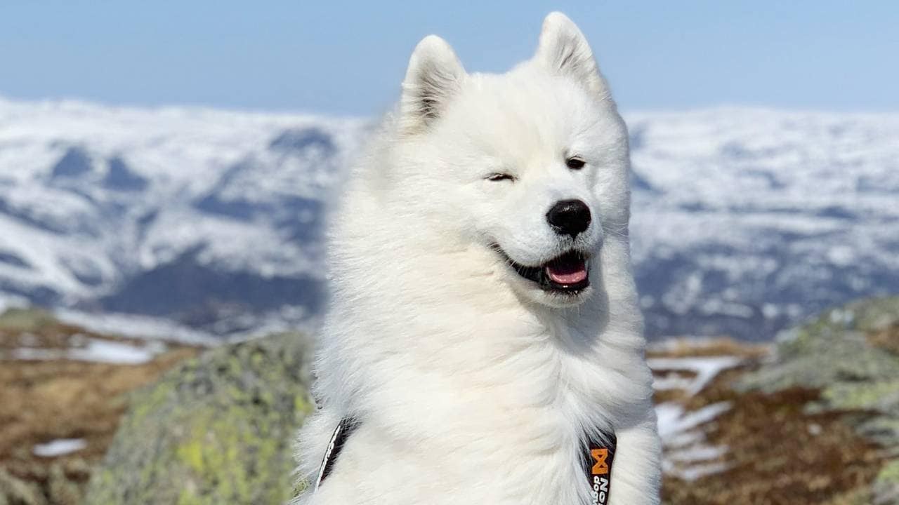 Ghost elsker å synge og å gå tur