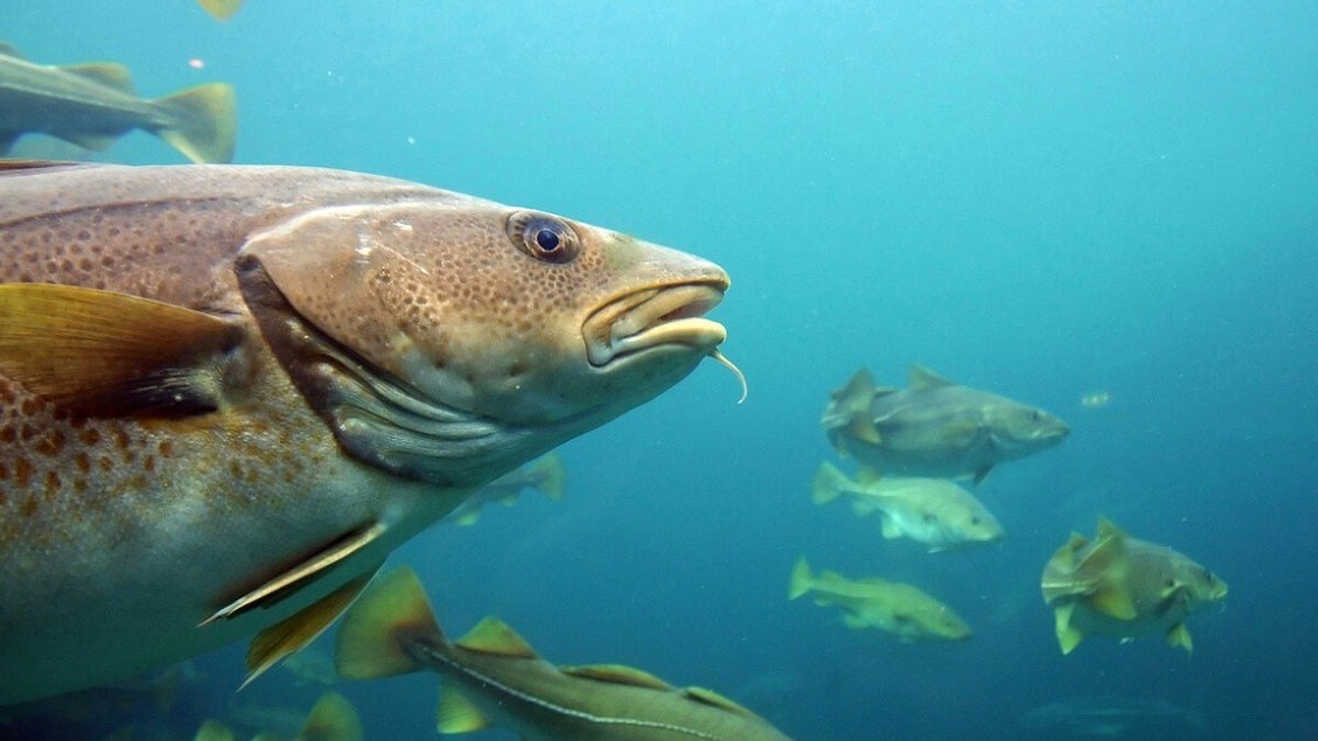 Ny studie Norsk torsk har plast i magen NRK Hordaland Lokale