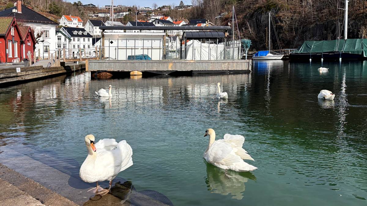 Nedringt etter bekymringsmeldinger fra Tvedestrand