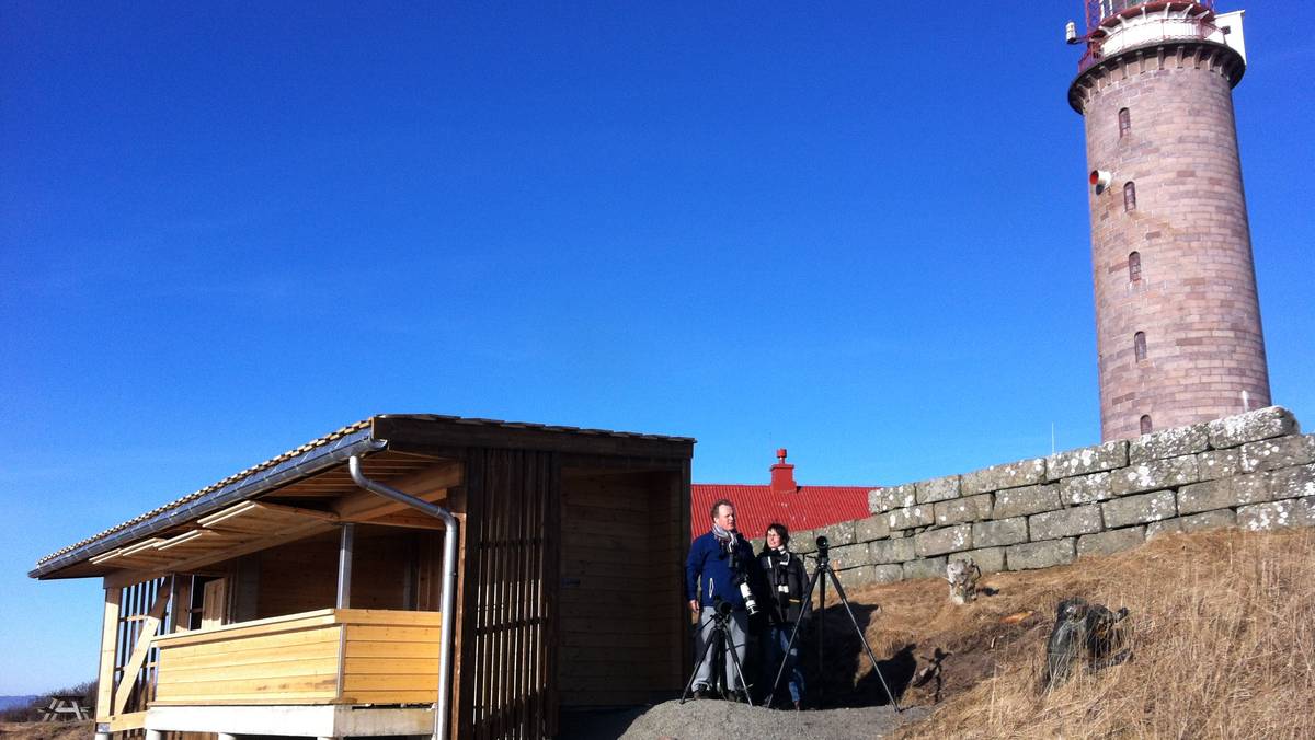 Ser mange sjeldne fuglearter