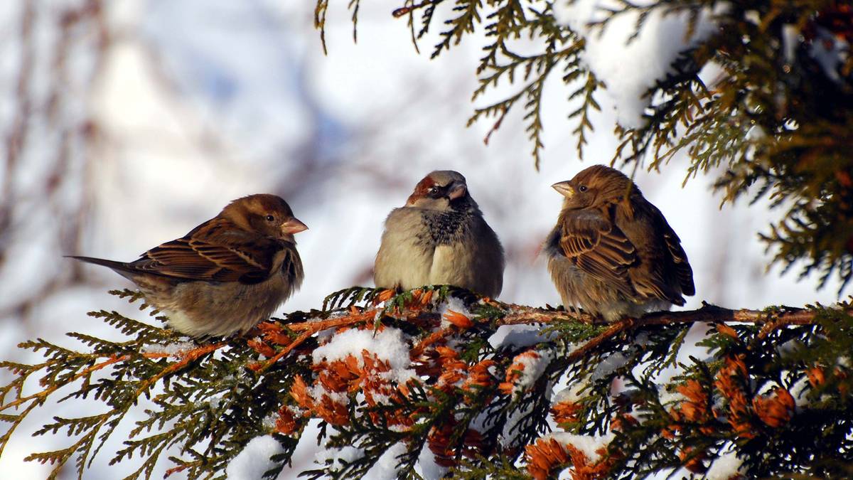 «Årets fugl» 2026 er i trøbbel: – Den trenger virkelig vår hjelp