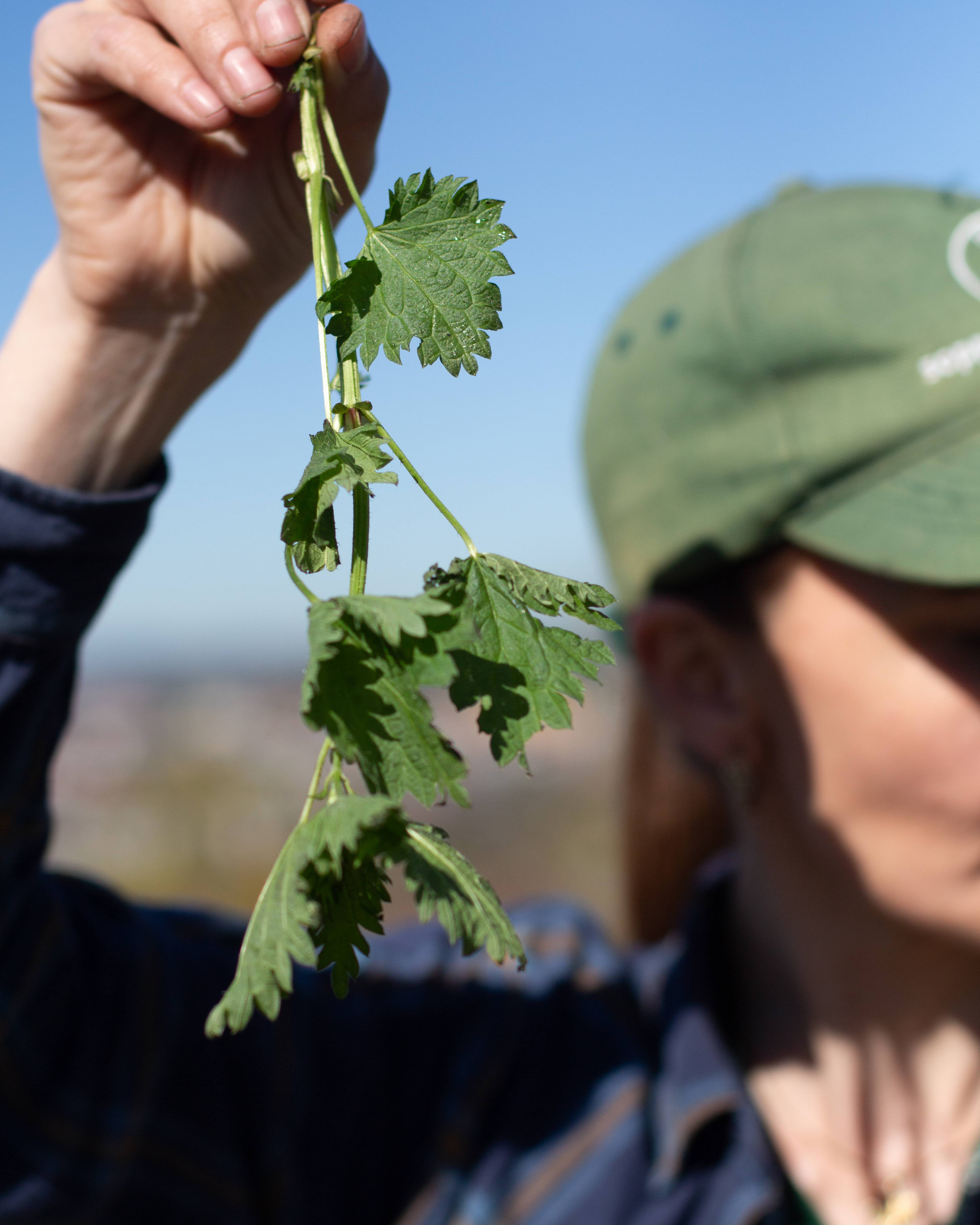 en person holder en grønn plante