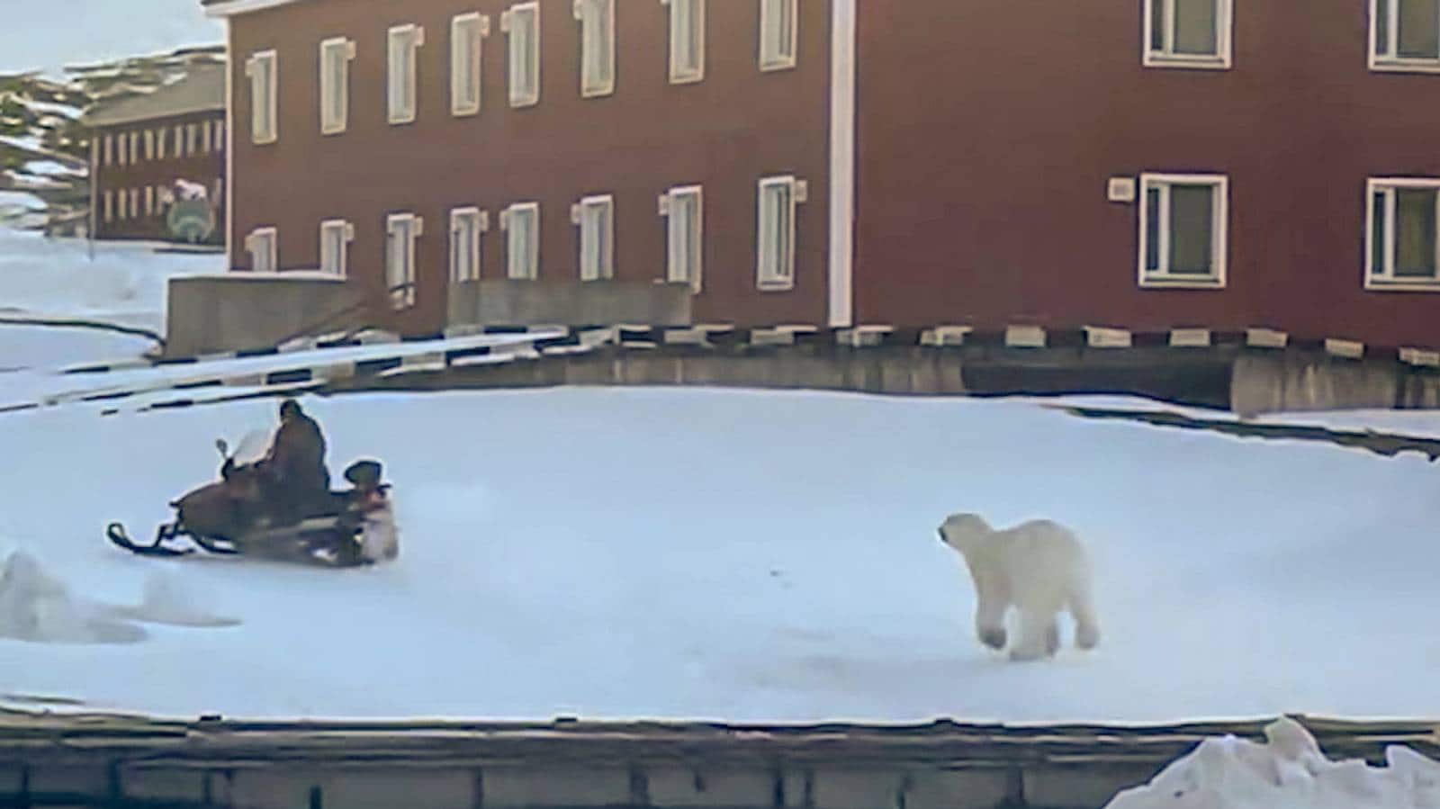 Isbjørn jaget mann ved russisk hotell i Pyramiden på Svalbard – NRK ...