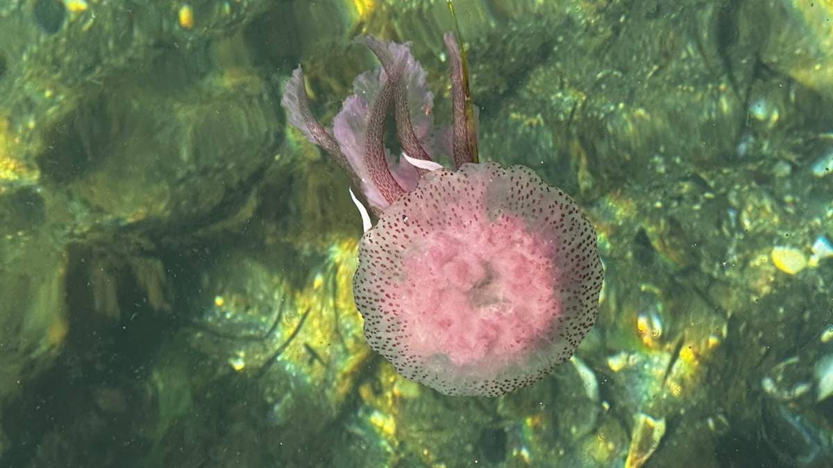 Giftig manet observert ved Lyngør
