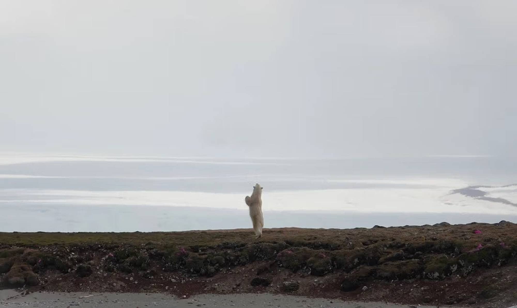 Isbjørn står oppreist på to bein på en kystlinje med utsikt over havet. (Bildebeskrivelsen er laget av en KI-tjeneste)