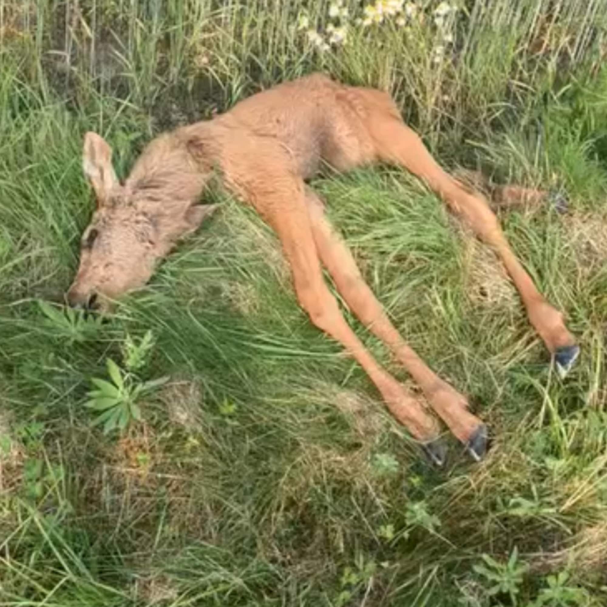 En liten, brun elgkalv ligger død i kanten av et jorde. 