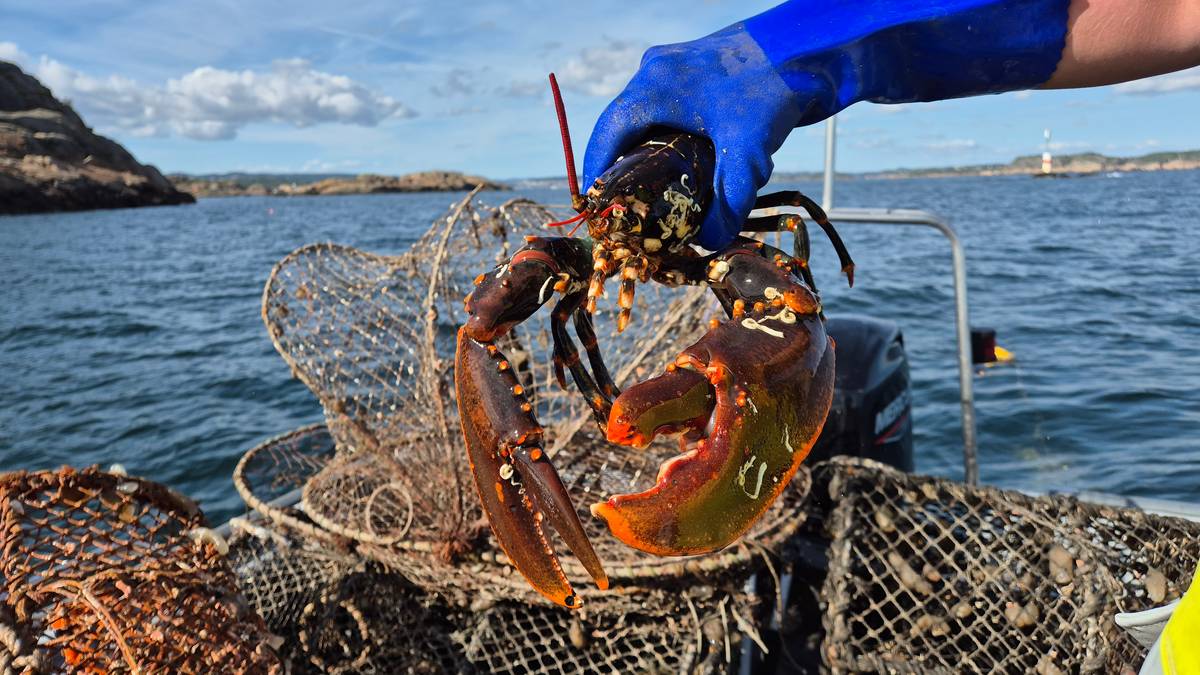 Nå får du pant på spøkelsesteiner