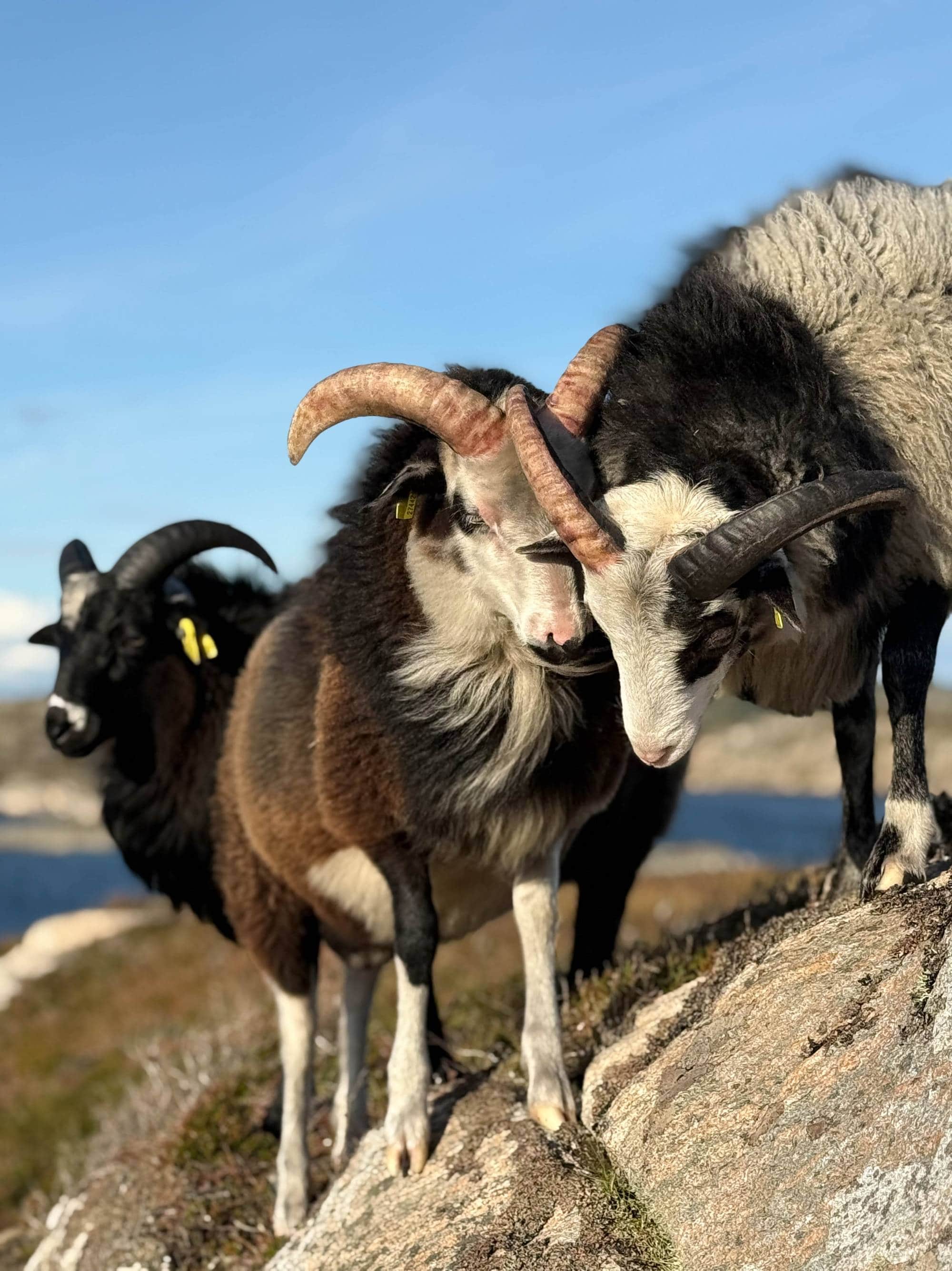 Tre verar med horn står i eit lynghei-landskap med ein blå himmel i bakgrunnen.