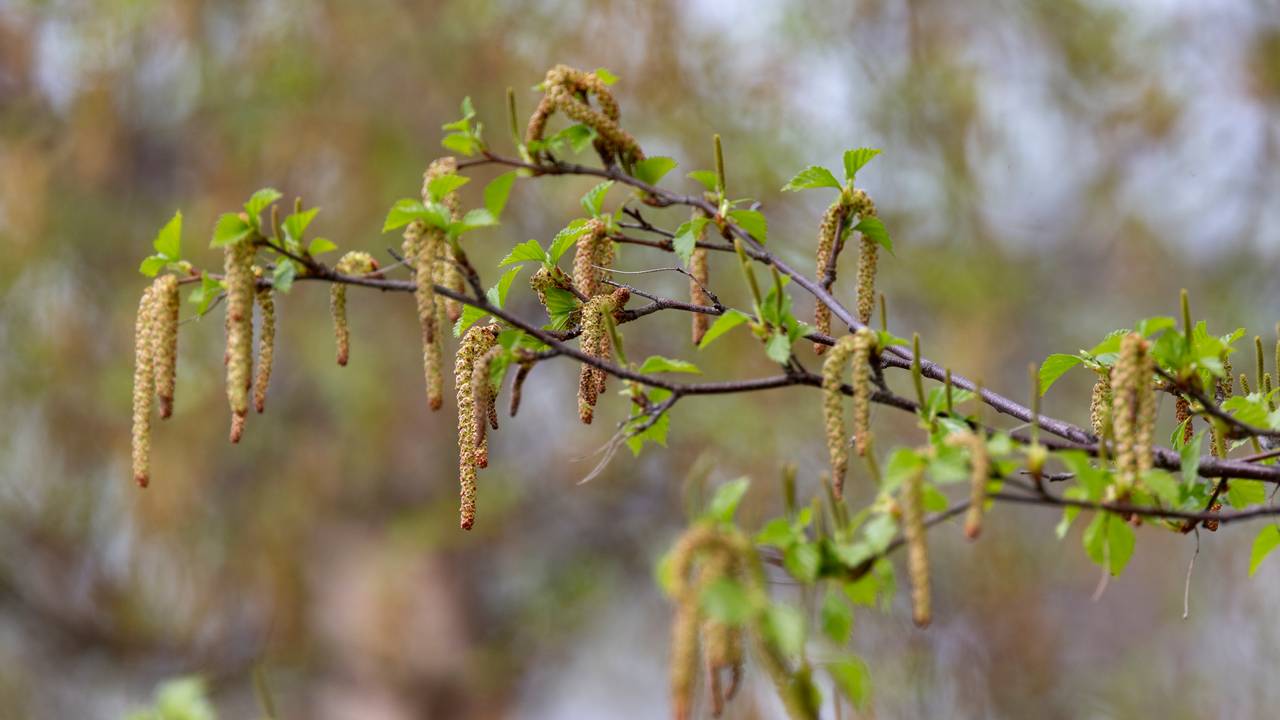 Bjørkepollen
