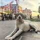 写真:オーセ・マリット・ベフリング/NRK 夕日の中の犬