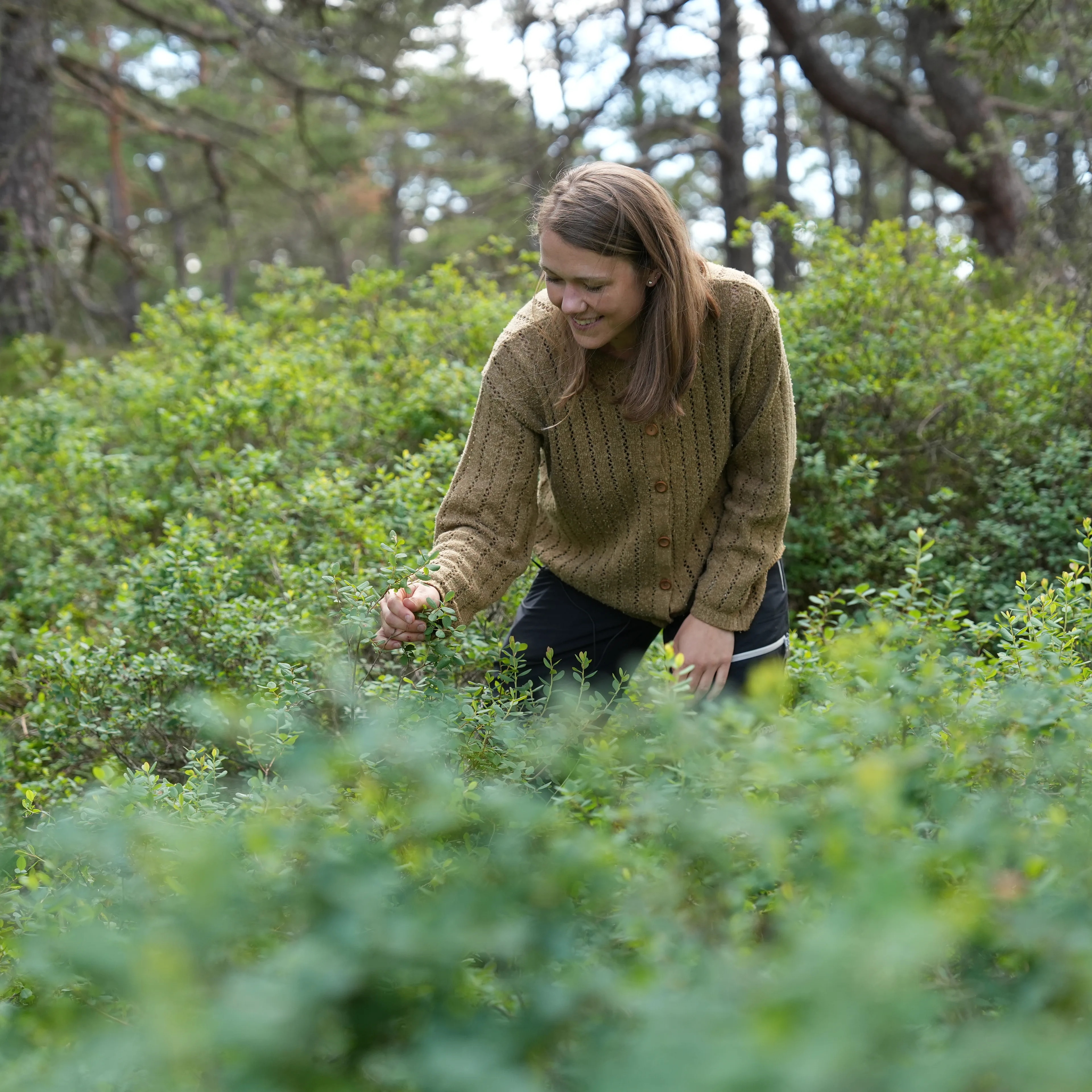 Kvinne i strikkegenser plukker bær i et skoglandskap. (Bildebeskrivelsen er laget av en KI-tjeneste)