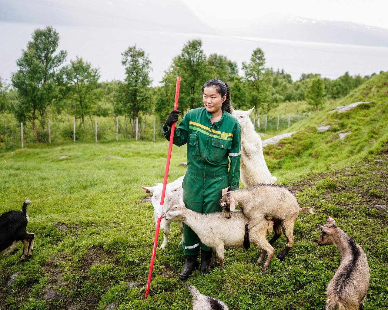 Ann-Hilde blir fortsatt delvis overfalt av noen geiter.
