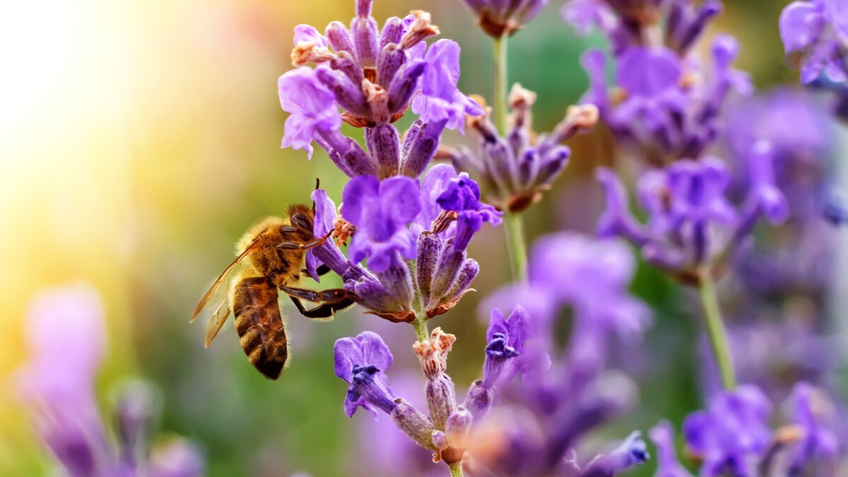 Faktafeil om norske blomster