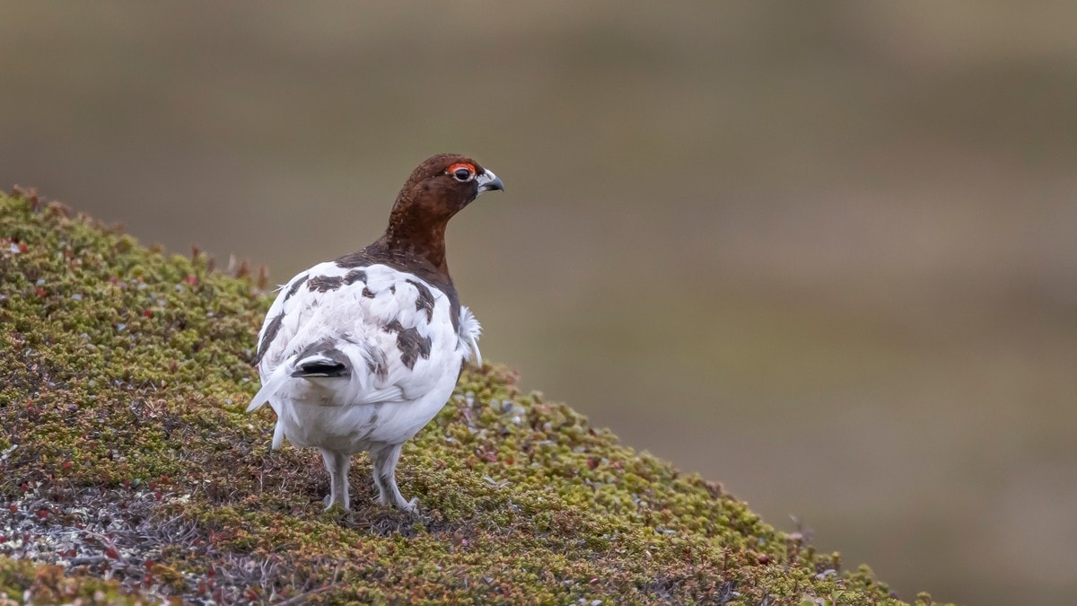 Skal telle rype og skogsfugl