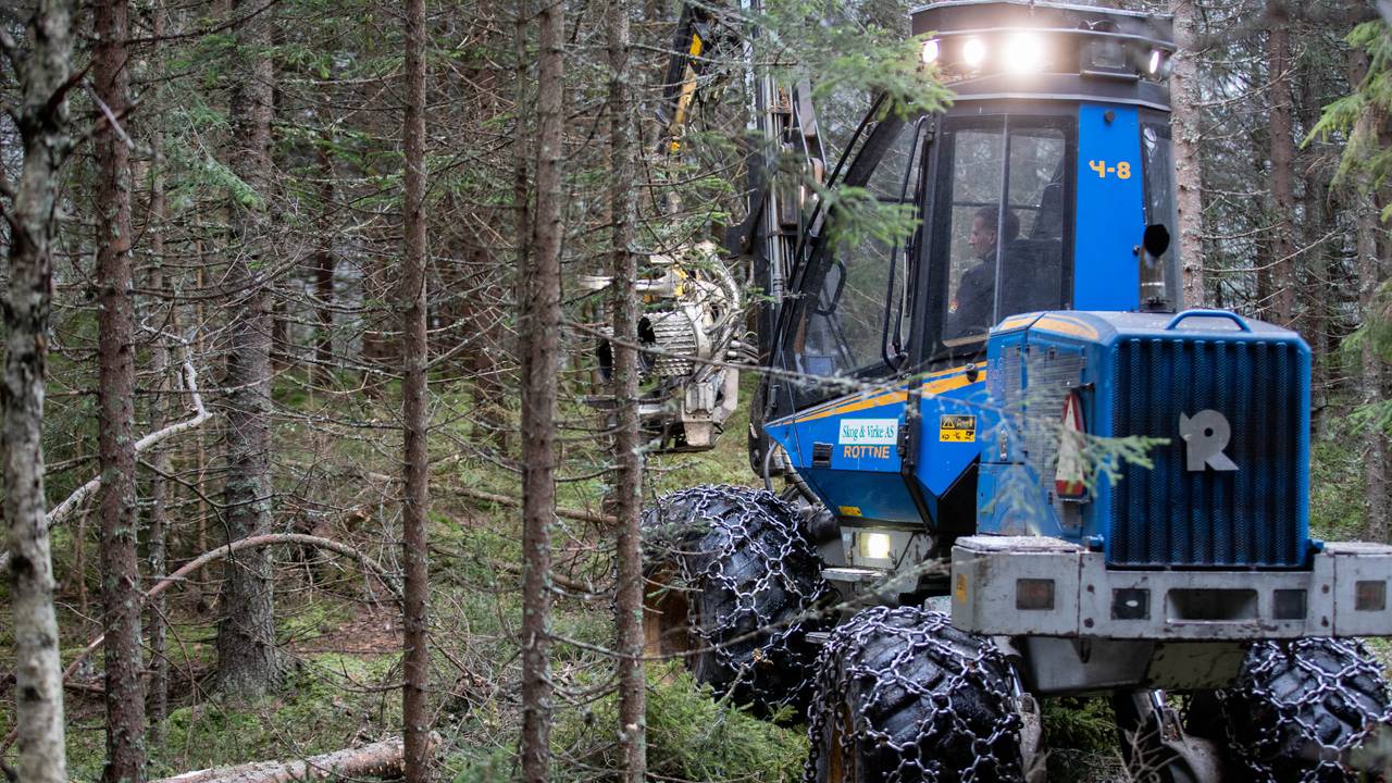 skog gran trefelling