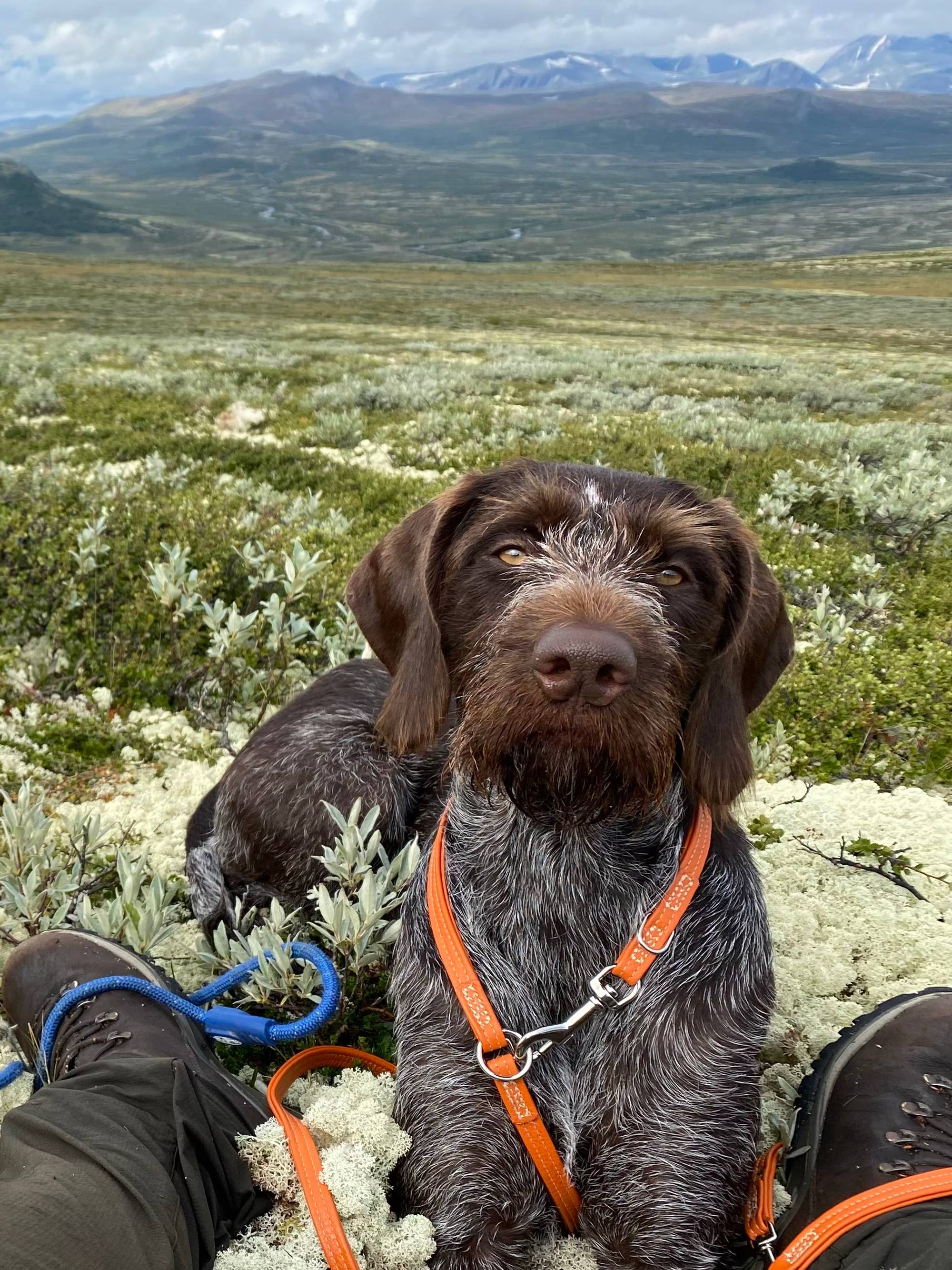 hund i villmarka