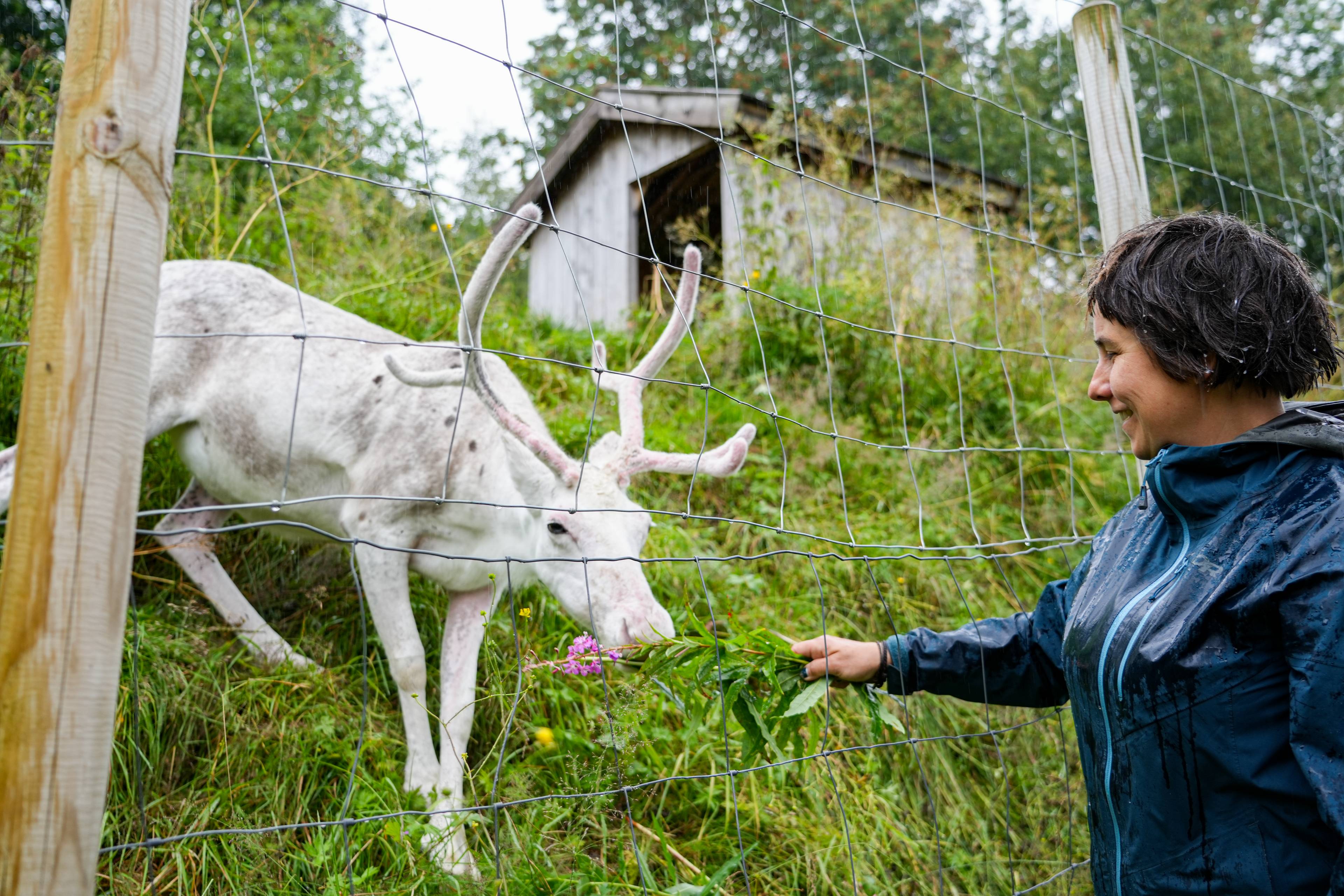 Bilde av en kvinne som mater en hvit rein