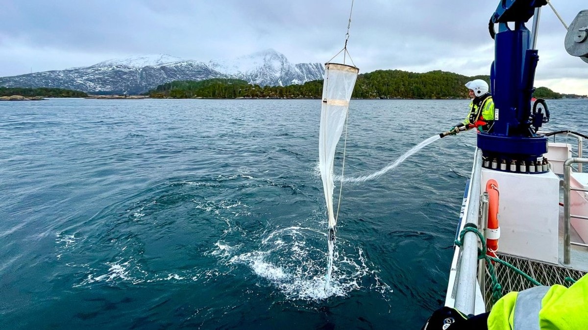 Avdekket rømt oppdrettstorsk i fjor – nå  jaktes det på torskeegg i Meløy