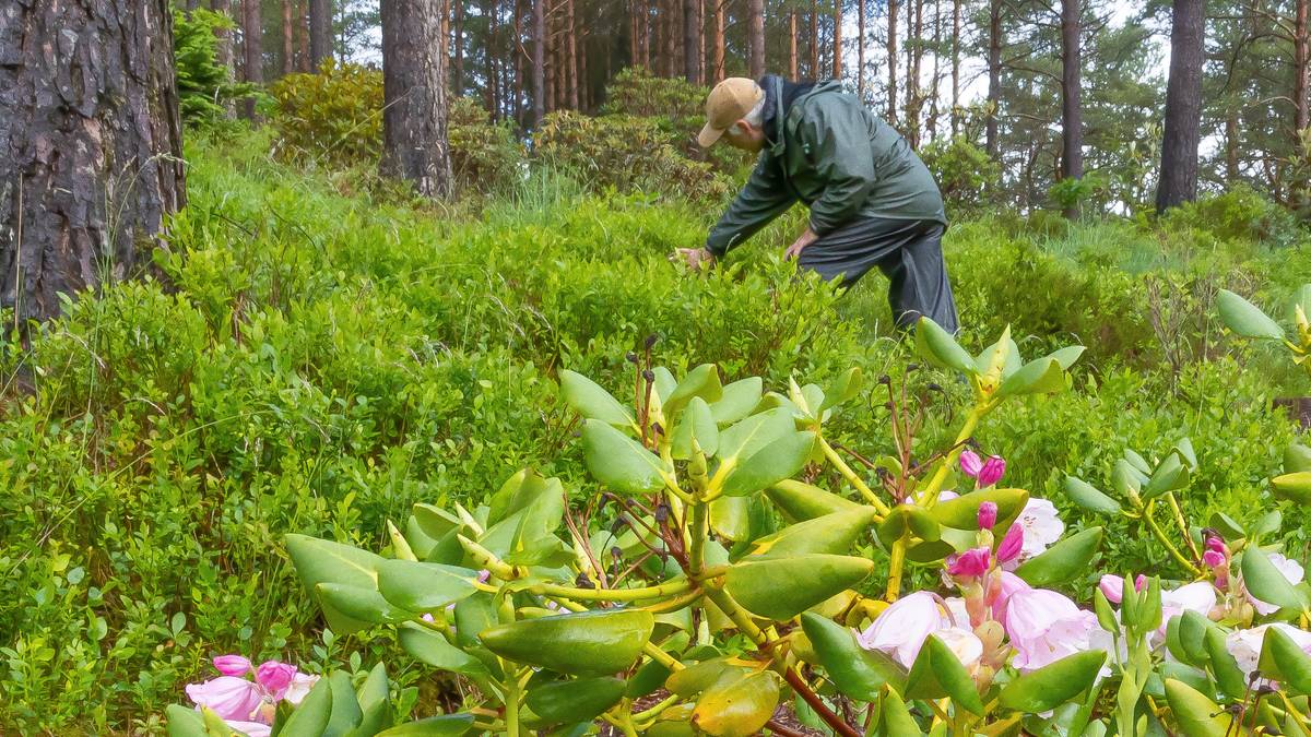 Hvor er humlene og biene blitt av?