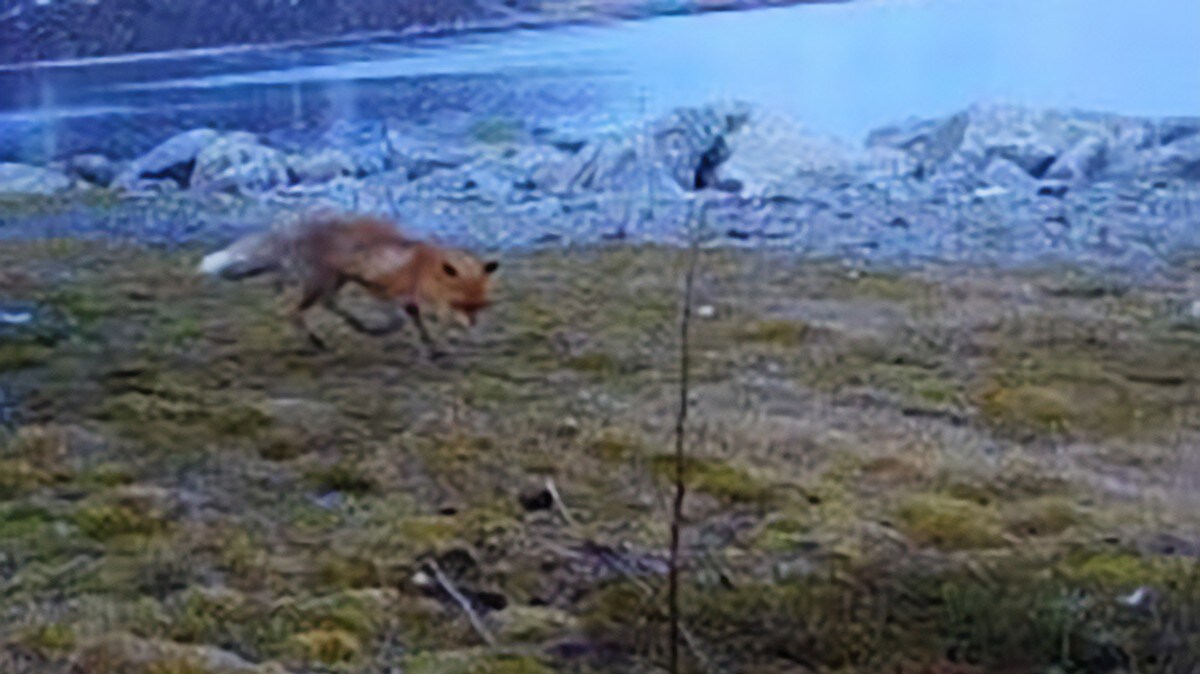 Rødrev jakter fugler på Melkøya: – Kan bli en massakre av en annen verden