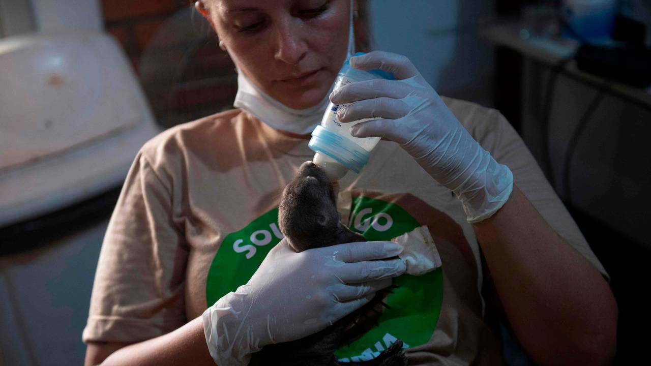 Giant otters injured after fires in Brazil.