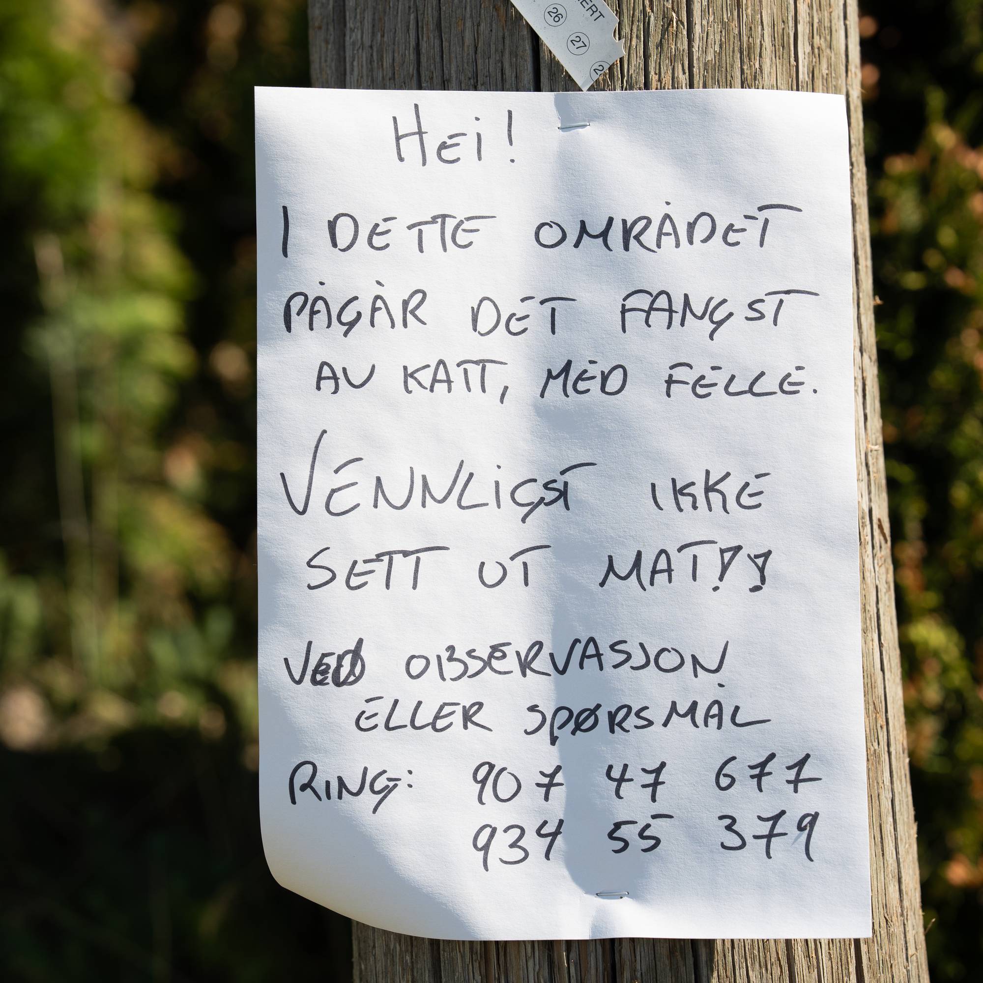En plakat etterlyser katter.
