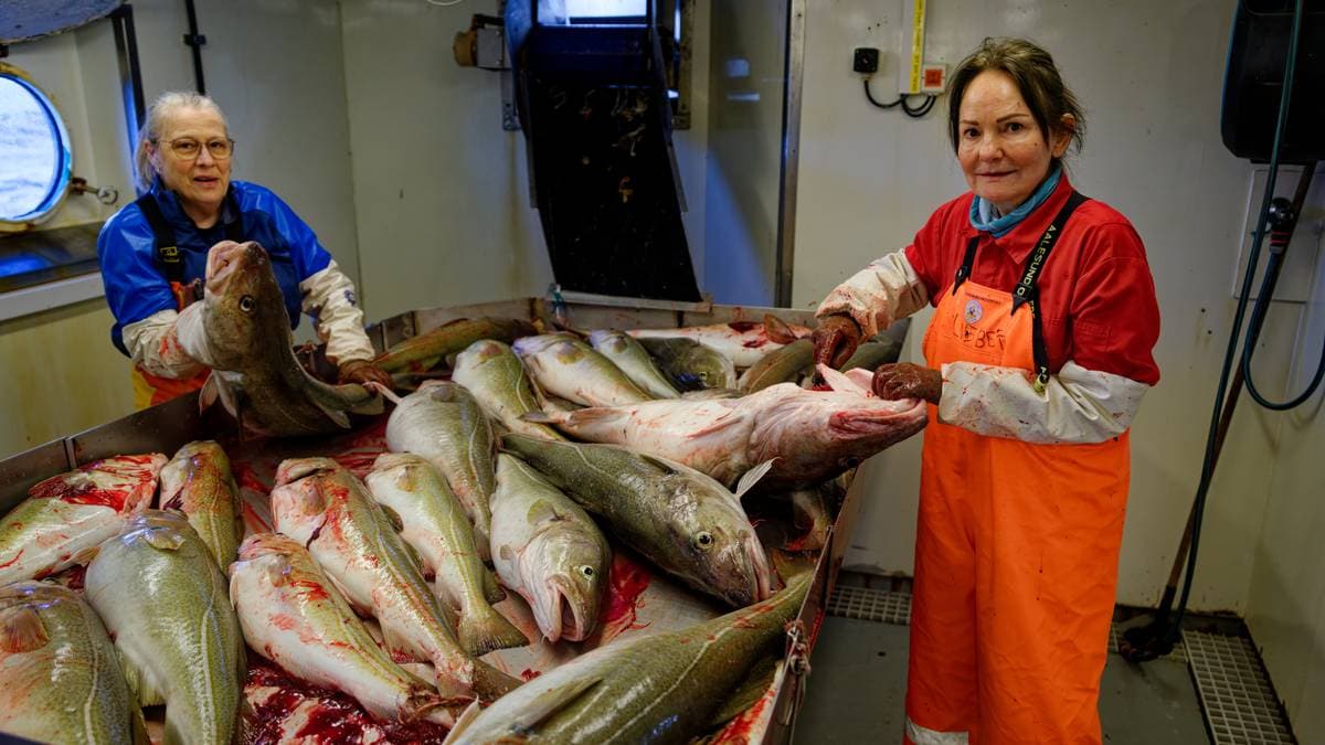 Havforskningsinstituttet har vært på skreitokt: – En oppgang i forhold til fjoråret