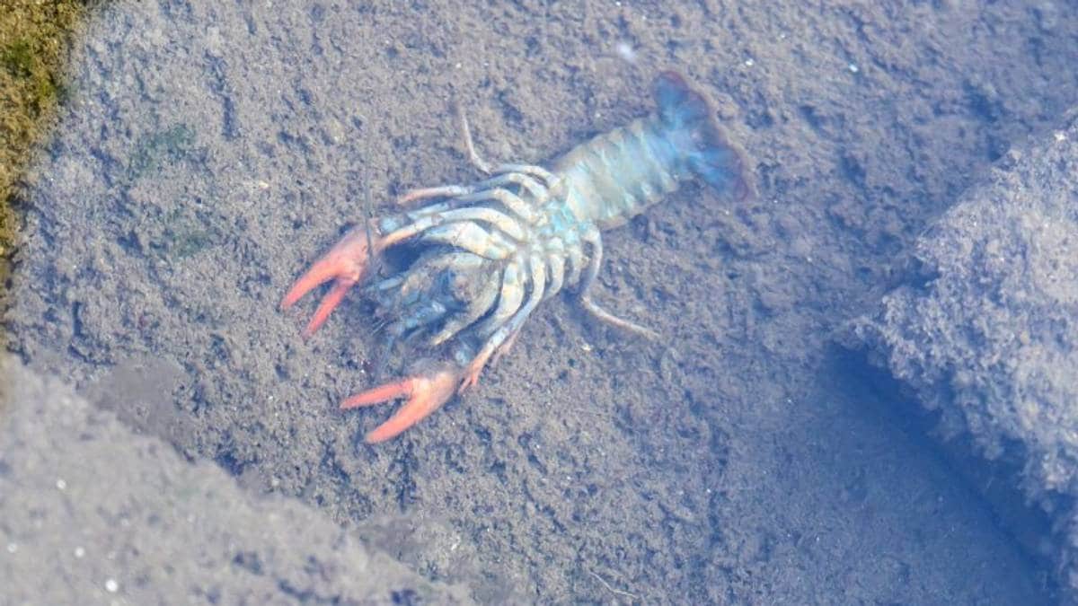 Vil stanse årets krepsefiske i Steinsfjorden og Tyrifjorden