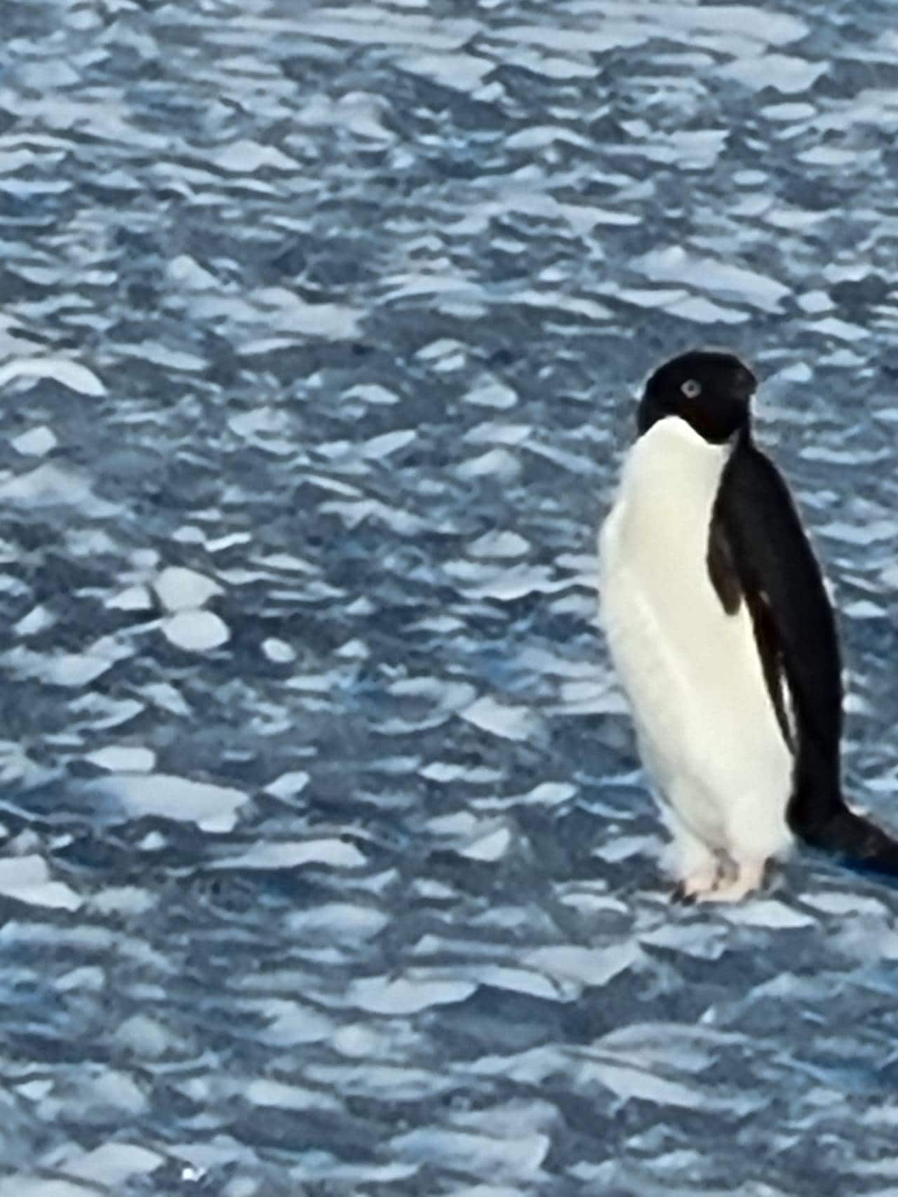 Pingvin på Antarktis