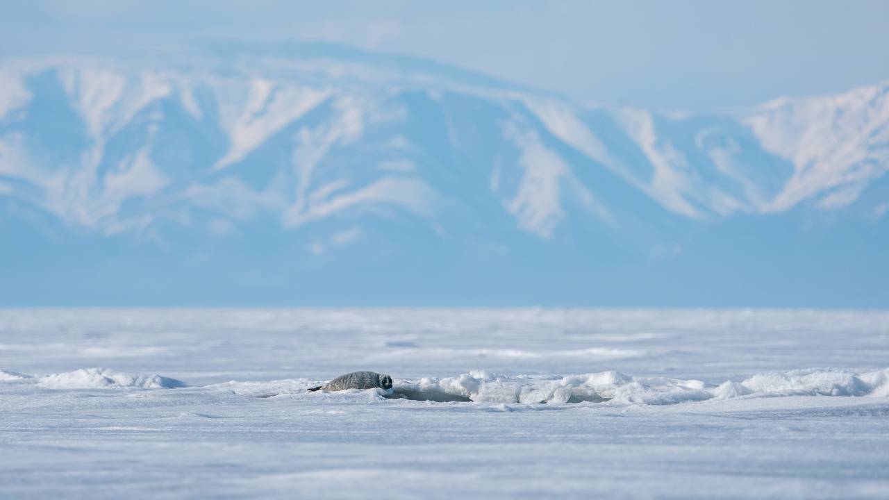 Bajkalsel ligger på isen