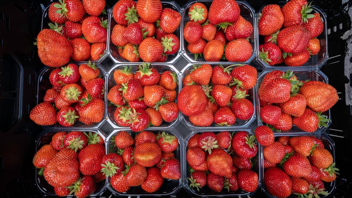 Varmebølge ødela jordbærsesongen for Sørlandets største produsent