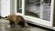 Privat / Privat En grevling foran et hvit hus.