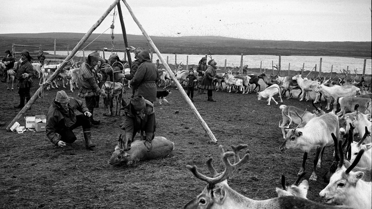 Finnmarksvidda 1974. Reindrift i Finnmark. Vaksinering av rein ved Stuoroaivve, mellom Alta og Kautokeino. Reinsdyr i innhegning ved Altaelven.