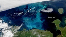 Satellittbilde fra den amerikanske forskningsinstitusjonen NOAA. Virvlene i blått og turkis i Barentshavet er planteplankton, som trives i næringsrikt arktisk farvann.