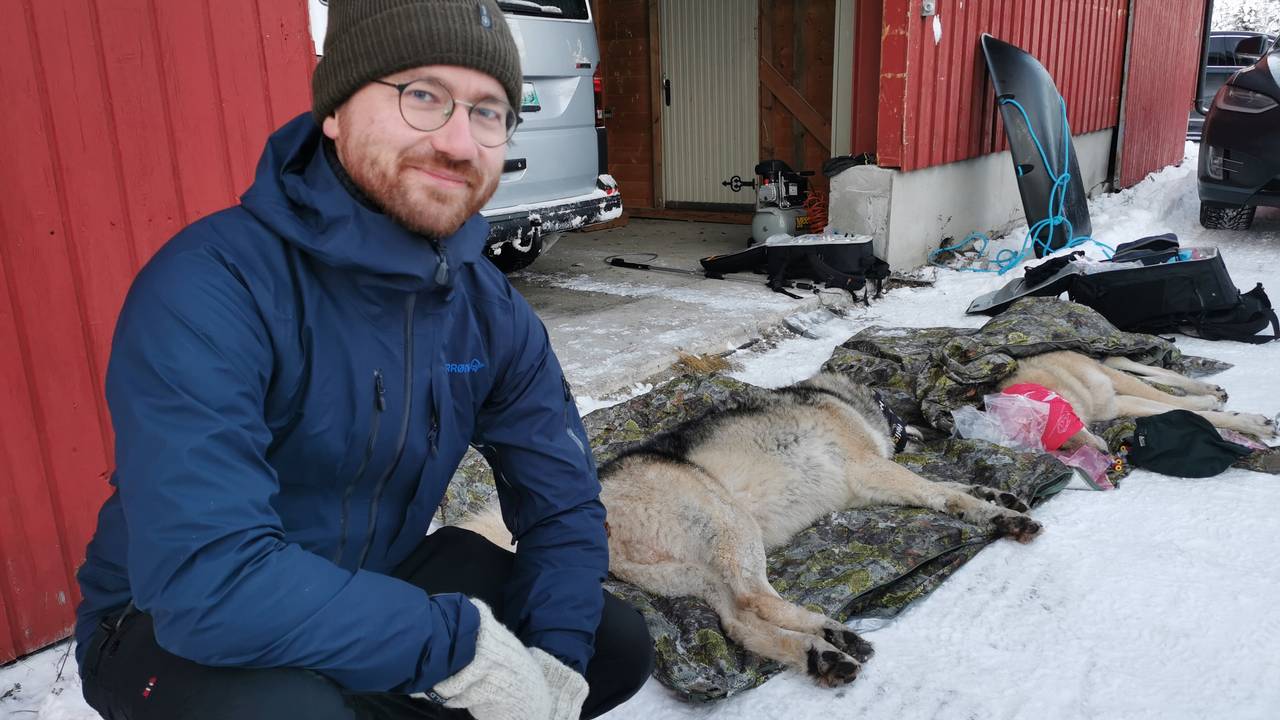 Klima og miljøminister Sveinung Rotevatn med ulveparet i Deisjøreviret som ble bedøvd og flytta fra Østerdalen.