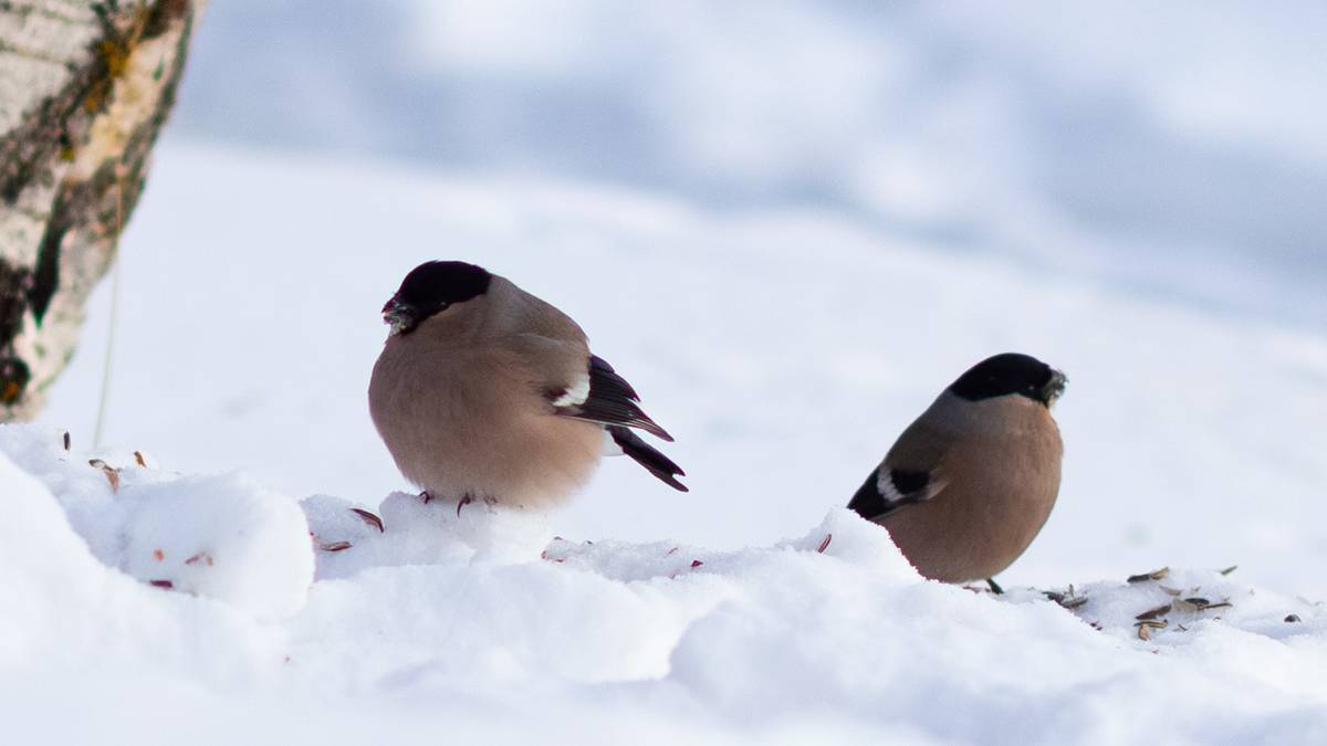 Hagefugltelling: Stadig viktigere å følge med