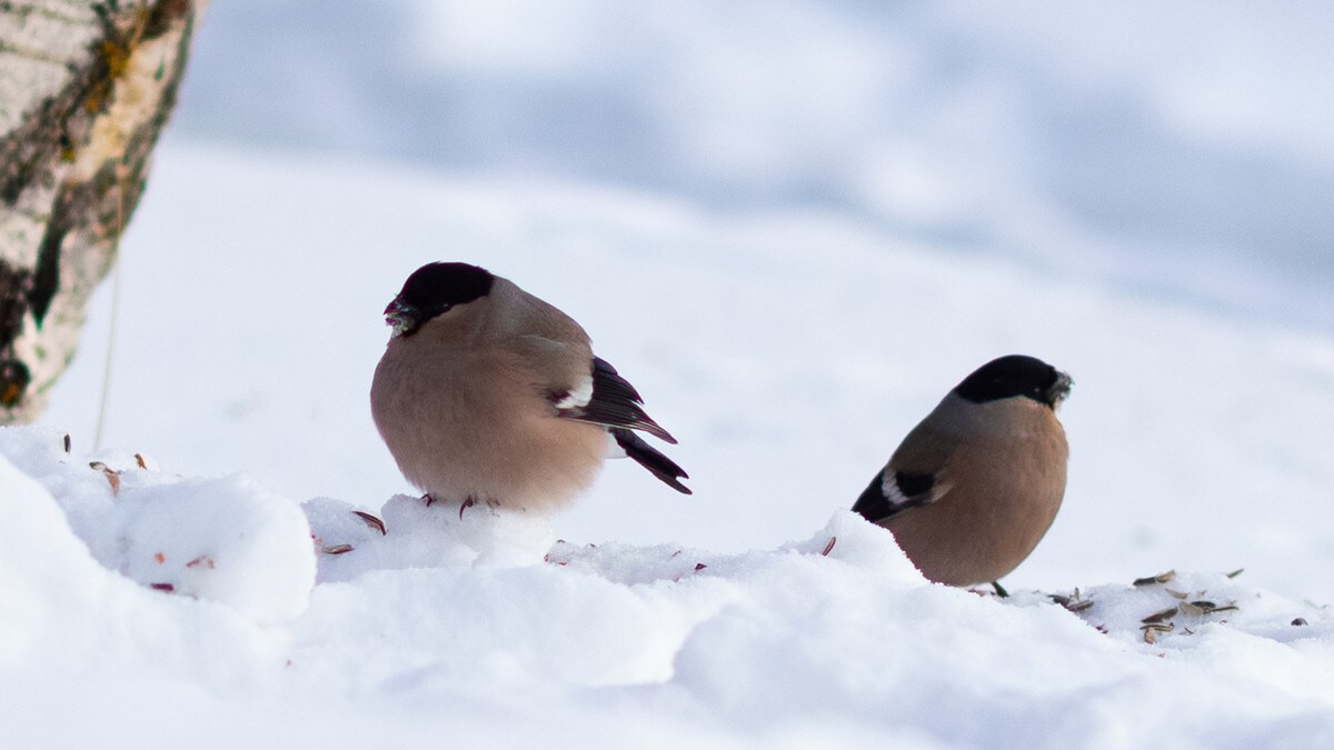 Hagefugltelling: Stadig viktigere å følge med