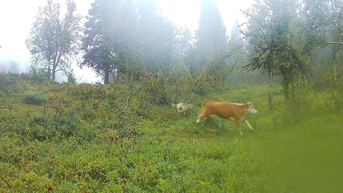 Her jager ulven kalven i Gausdal