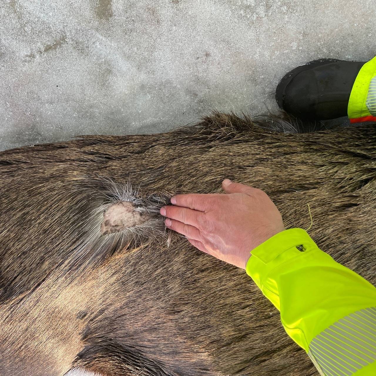 Elg på bardufoss flystasjon