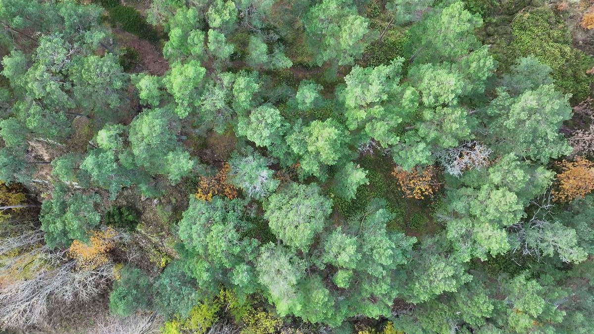 Arkitekt pågrepet for ulovlig bygging: Forsvarer kritisk til politiet