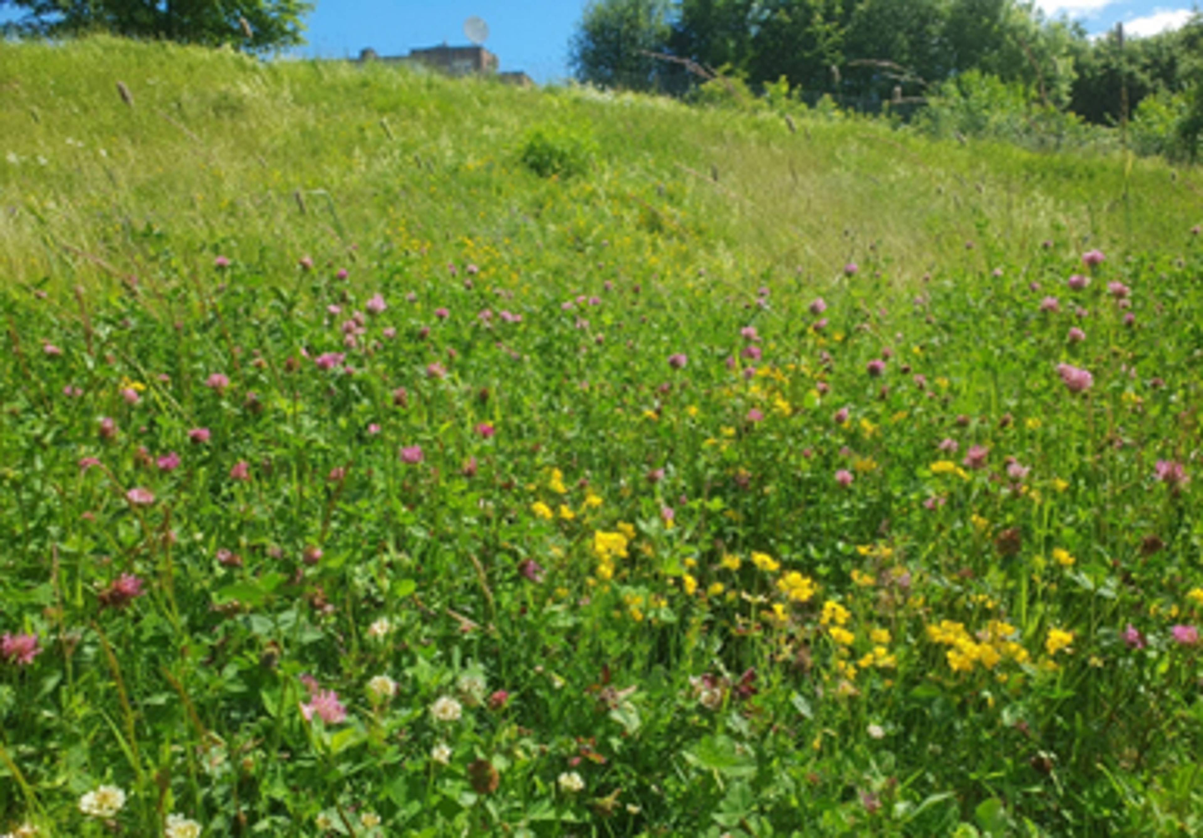 Blomstereng