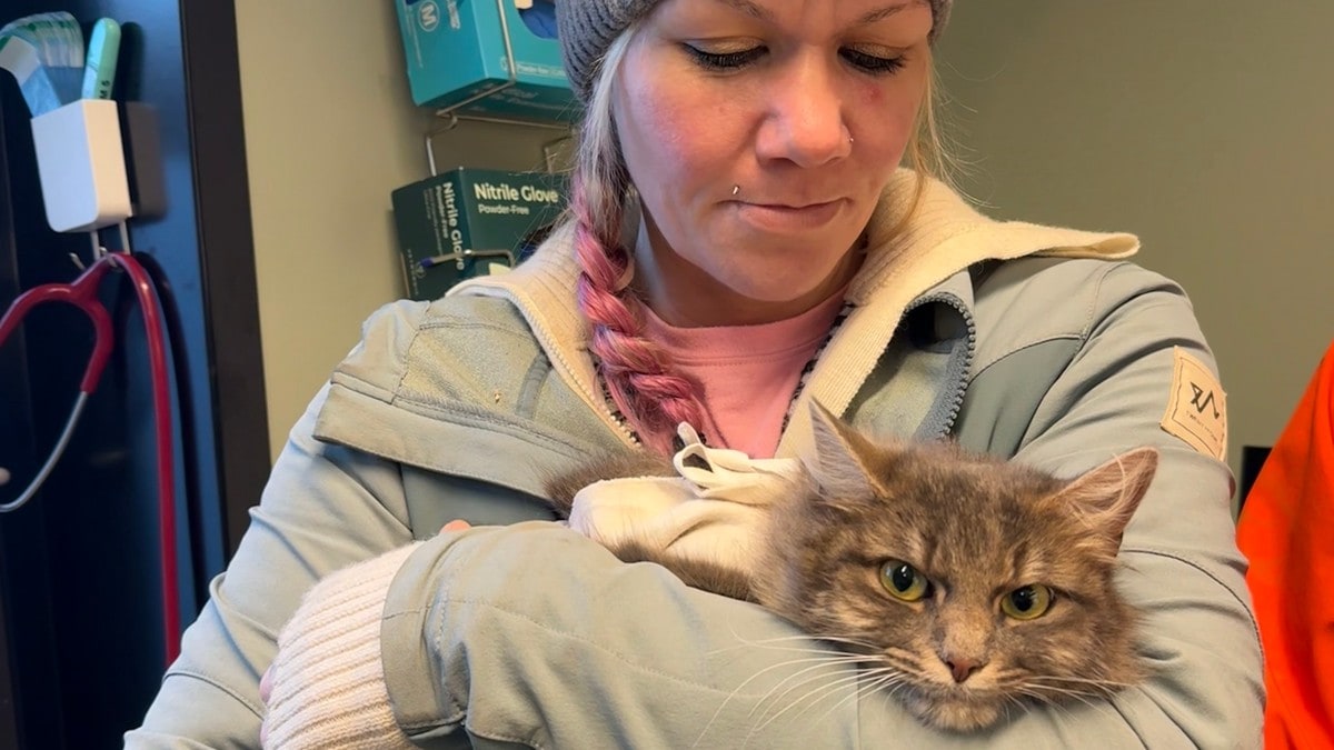 Fikk millionarv fra kattekjær person – 2,5 millioner gikk til kastreringskampanje