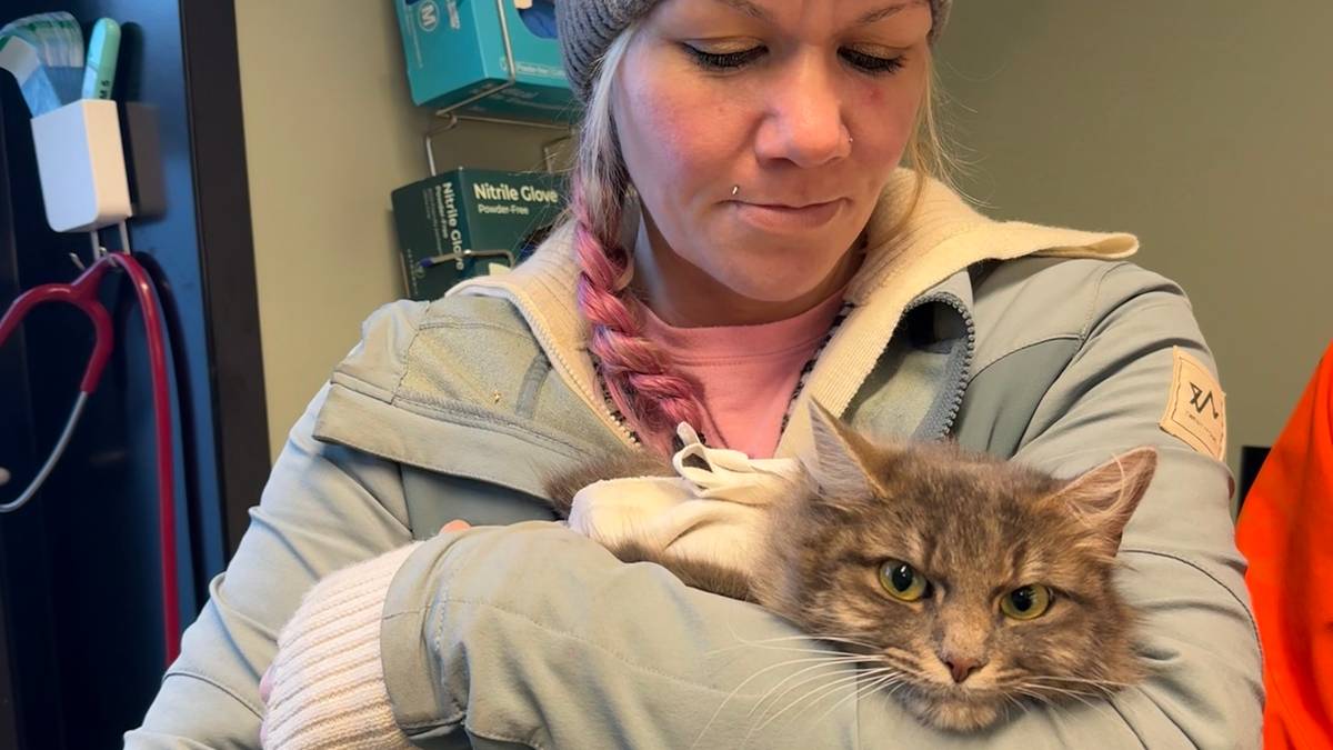 Fikk millionarv fra kattekjær person – 2,5 millioner gikk til kastreringskampanje