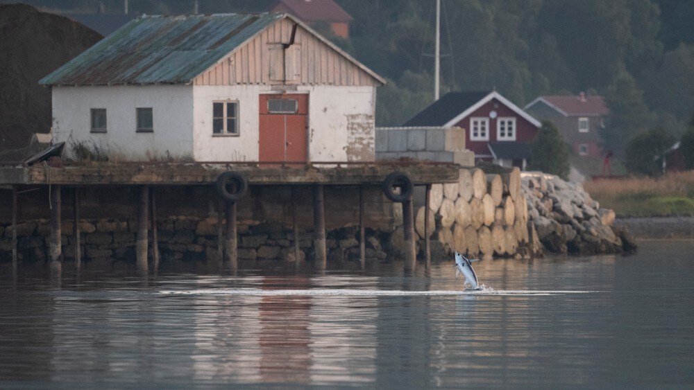 Tok bilde av sverdfisk i Vesterålen – derfor har den blitt vanligere i våre farvann