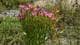 Anne Ognedal / Anne Ognedal En lav plante med mange små rosa blomster ute i naturen r, omgitt av annen vegetasjon og berg