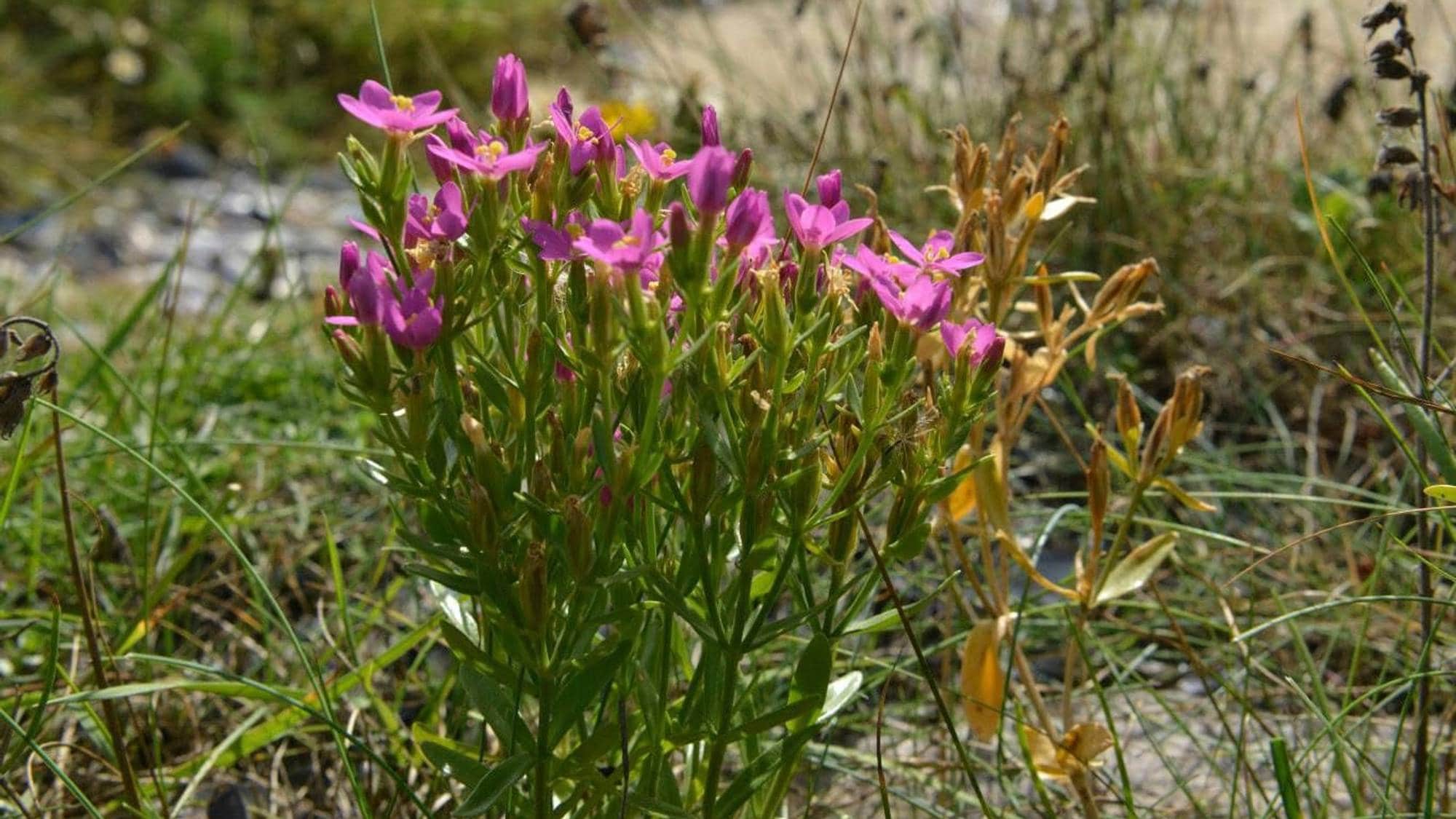 En lav plante med mange små rosa blomster ute i naturen r, omgitt av annen vegetasjon og berg 