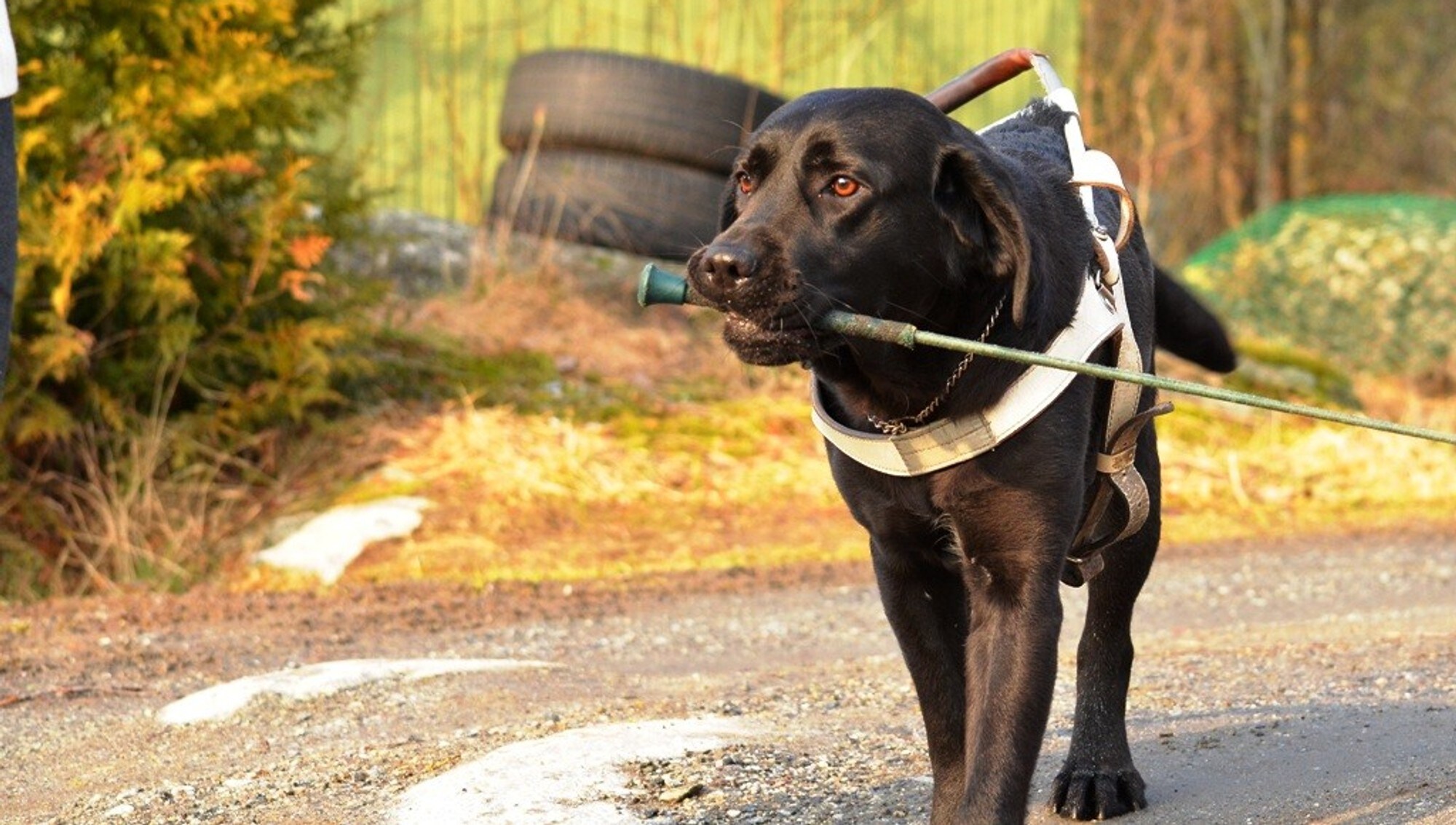 Kan en familiehund bli en superhund eller servicehund? NRK Kultur og