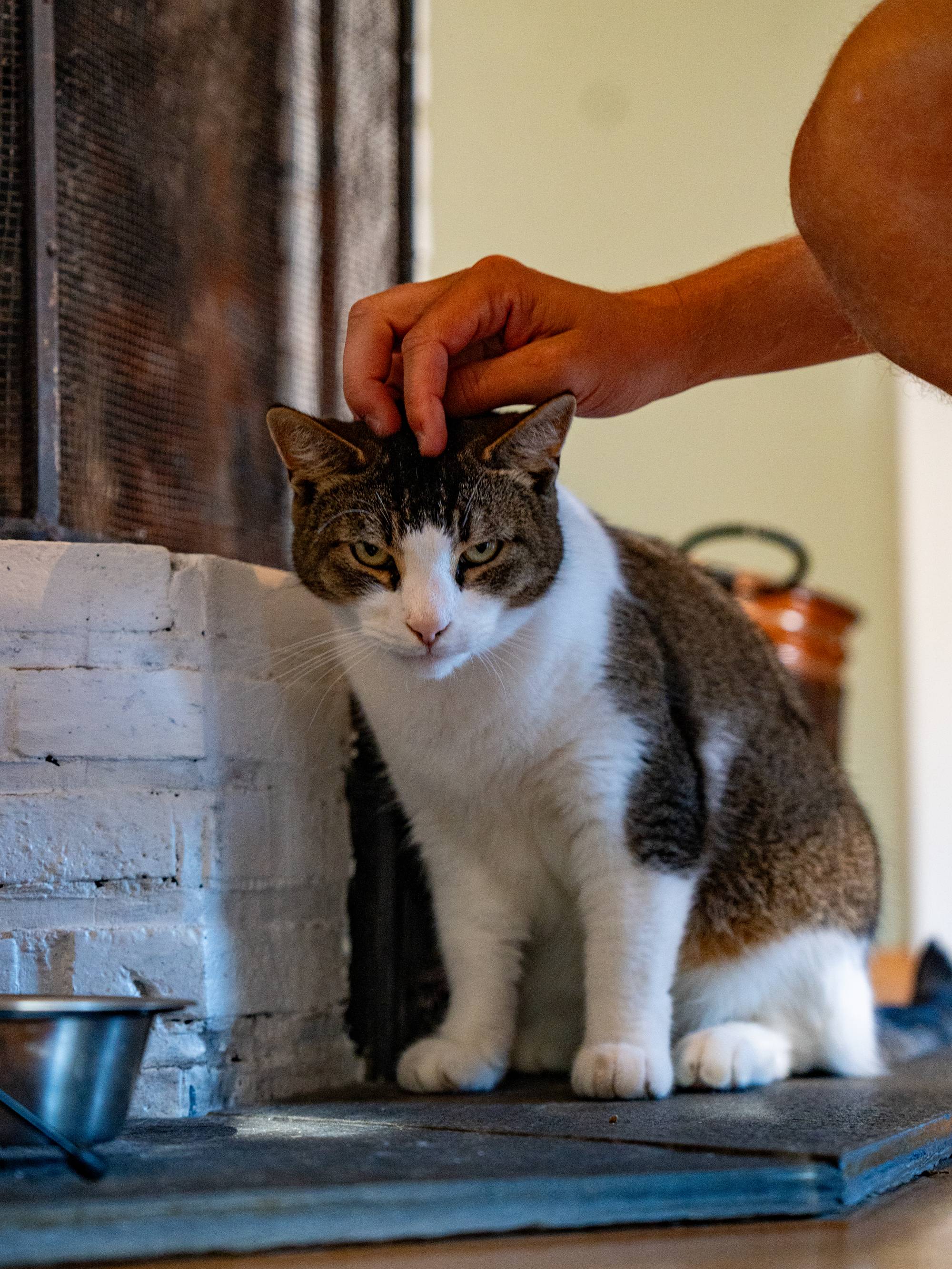 En hånd klapper en grå og hvit katt som sitter foran en peis. (Bildebeskrivelsen er laget av en KI-tjeneste)